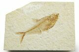 Detailed Fossil Fish (Diplomystus) - Wyoming #363911-1
